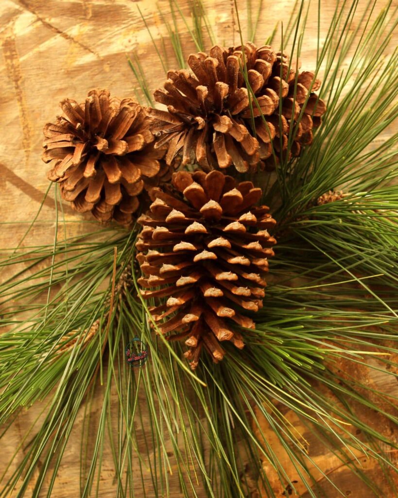 Close up of fresh pinecones and pine needles on a wood slab.