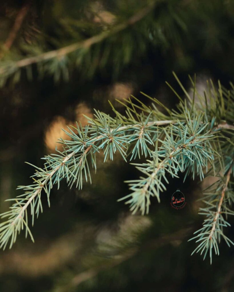 Close up of a branch to a pine tree of its fresh needles.